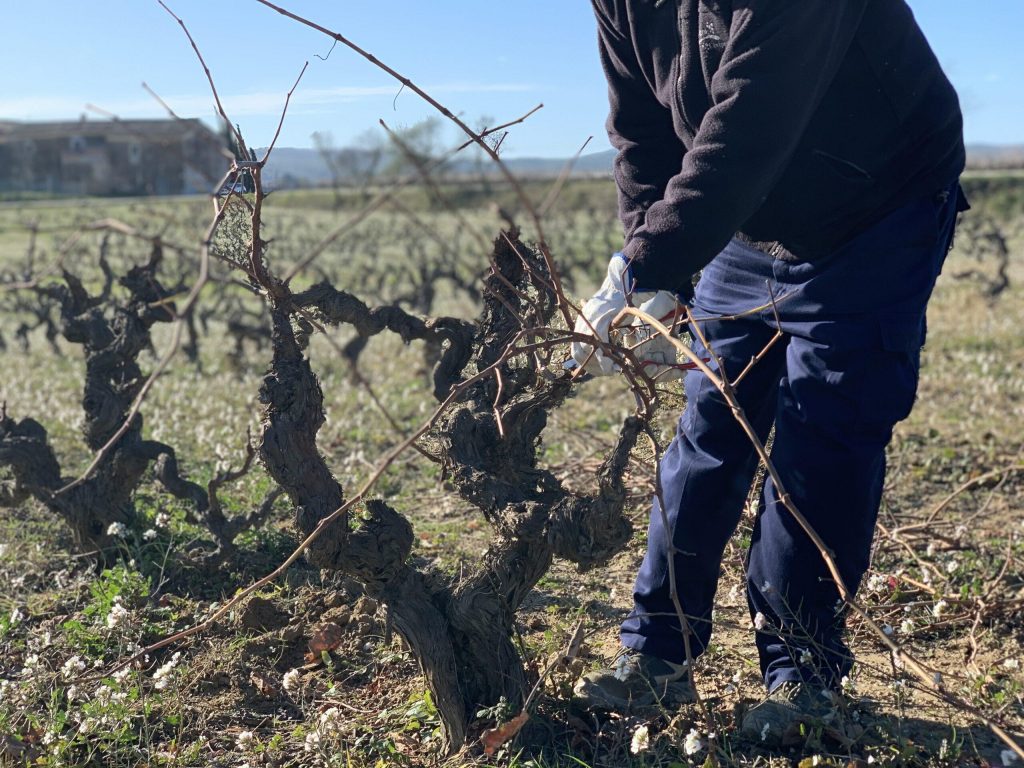 La poda de respeto en Can Miret Parés Baltà