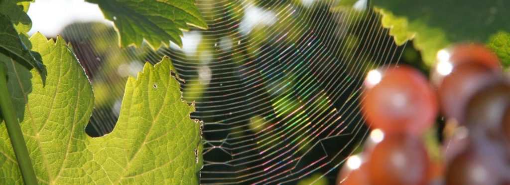 Biodiversidad en la finca Parés Baltà
