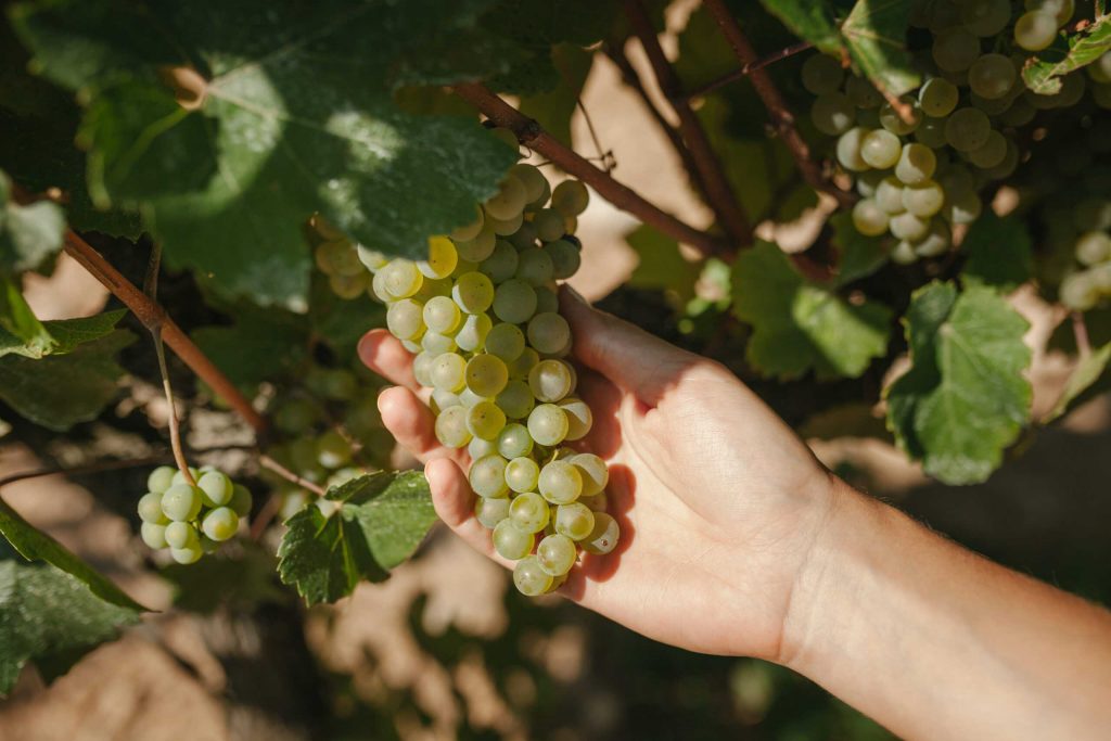 Uvas biodinamicas de Parés Baltà