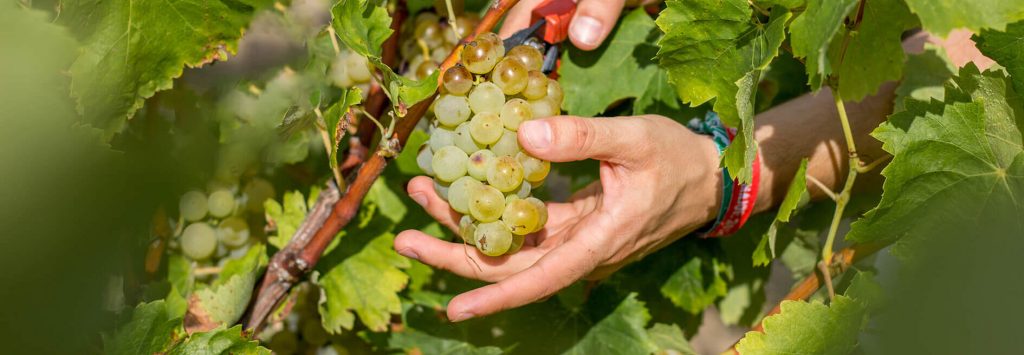 La verema a Parés Baltà